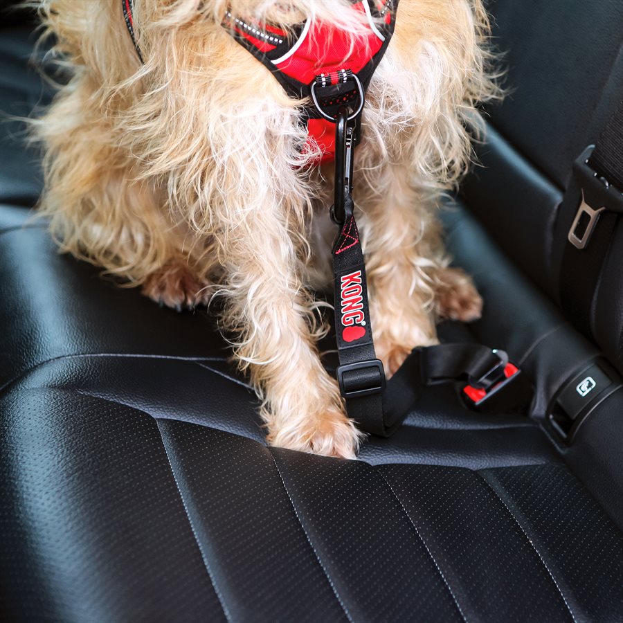 Kong seat belt harness sale