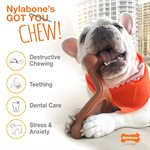 Nylabone Os Durable Substitut aux Animaux Femur Boeuf Moyen