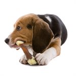 Nylabone Os Durable Substitut aux Animaux Femur Boeuf Moyen